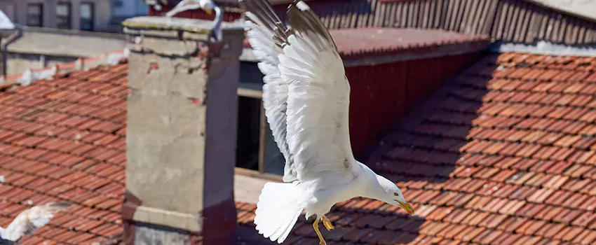 Residential Chimney Animal Removal Solution in Streamwood, IL